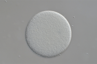 Ovule d'Oursin avec spermatozoïde x150